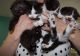 Scottish Fold Cats for sale in Bronxdale Ave, Bronx, NY 10462, USA. price: NA