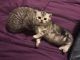 Scottish Fold Cats for sale in 1745 E 12th St, Brooklyn, NY 11229, USA. price: NA