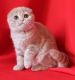 Scottish Fold Cats for sale in Temple City, CA, USA. price: NA