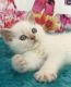 Scottish Fold Cats for sale in Ohio St, San Diego, CA, USA. price: $400
