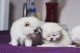 Scottish Fold Cats for sale in Minneapolis, MN, USA. price: NA