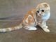 Scottish Fold Cats for sale in GA-85, Atlanta, GA, USA. price: $400