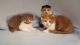 Scottish Fold Cats for sale in Huntsville, TX, USA. price: NA