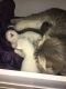 Scottish Fold Cats for sale in Staten Island, NY, USA. price: $900