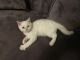 Scottish Fold Cats for sale in New Holland, PA 17557, USA. price: $300