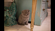 Scottish Fold Cats for sale in Levittown, PA, USA. price: $950