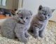 Scottish Fold Cats for sale in Seattle, WA 98161, USA. price: NA