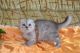 Scottish Fold Cats for sale in San Marcos, TX 78666, USA. price: NA