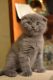 Scottish Fold Cats for sale in Torrance, CA 90503, USA. price: NA