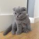 Scottish Fold Cats for sale in Minneapolis, MN 55415, USA. price: NA