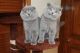 Scottish Fold Cats for sale in TX-121, McKinney, TX, USA. price: NA