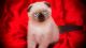 Scottish Fold Cats for sale in Buford, GA, USA. price: $800