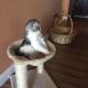 Scottish Fold Cats for sale in NJ-10, Roxbury Township, NJ, USA. price: $550