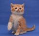 Scottish Fold Cats for sale in Las Vegas, NV 89118, USA. price: NA
