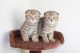 Scottish Fold Cats for sale in Madison, WI 53784, USA. price: NA