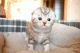 Scottish Fold Cats for sale in Richmond, VA, USA. price: NA