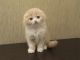 Scottish Fold Cats for sale in Houston, TX 77026, USA. price: NA