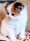 Scottish Fold Cats for sale in Sacramento, CA 94237, USA. price: NA