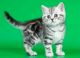 Scottish Fold Cats for sale in Hartford, CT 06152, USA. price: NA
