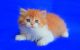 Scottish Fold Cats for sale in 83730 562 Ave, Stanton, NE 68779, USA. price: NA