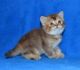 Scottish Fold Cats for sale in Tulsa, OK 74134, USA. price: NA