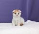 Scottish Fold Cats for sale in Oklahoma City, OK 73160, USA. price: NA
