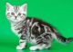 Scottish Fold Cats for sale in Lexington, KY 40513, USA. price: NA