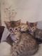 Scottish Fold Cats for sale in Bronx, NY, USA. price: NA