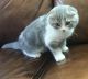 Scottish Fold Cats for sale in Parker, CO, USA. price: $1,600