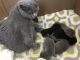 Scottish Fold Cats for sale in Vancouver, WA 98682, USA. price: $1,450