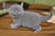 Scottish Fold Cats for sale in Boardman, OR 97818, USA. price: NA