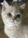 Scottish Fold Cats for sale in Parker, CO, USA. price: $800