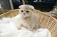 Scottish Fold Cats for sale in Holyoke, MA 01040, USA. price: NA