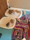 Scottish Fold Cats for sale in Austin, TX, USA. price: NA