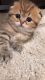 Scottish Fold Cats for sale in Annapolis, MD, USA. price: NA