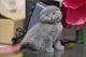 Scottish Fold Cats for sale in North Miami Beach, FL 33160, USA. price: NA
