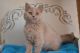 Scottish Fold Cats for sale in North Miami Beach, FL 33160, USA. price: NA