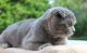 Scottish Fold Cats for sale in Katy, TX, USA. price: NA