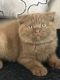 Scottish Fold Cats for sale in Valley Stream, NY, USA. price: NA