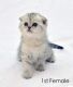 Scottish Fold Cats for sale in Diamond Bar, CA, USA. price: NA