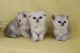 Scottish Fold Cats for sale in Valley Springs, CA 95252, USA. price: $800