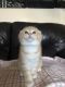 Scottish Fold Cats for sale in Lancaster, PA, USA. price: NA