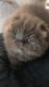 Scottish Fold Cats for sale in Valley Stream, NY, USA. price: NA