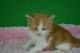 Scottish Fold Cats for sale in Thomasville, NC 27360, USA. price: NA