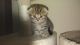 Scottish Fold Cats for sale in 4250 Galt Ocean Dr, Fort Lauderdale, FL 33308, USA. price: $500