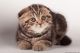 Scottish Fold Cats for sale in Denver, CO 80208, USA. price: $500