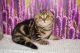 Scottish Fold Cats for sale in Hartford, CT, USA. price: $500