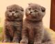 Scottish Fold Cats for sale in Las Vegas, NV, USA. price: $500