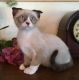 Scottish Fold Cats for sale in Little Rock, AR 72205, USA. price: NA
