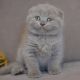Scottish Fold Cats for sale in Detroit, MI 48216, USA. price: $500